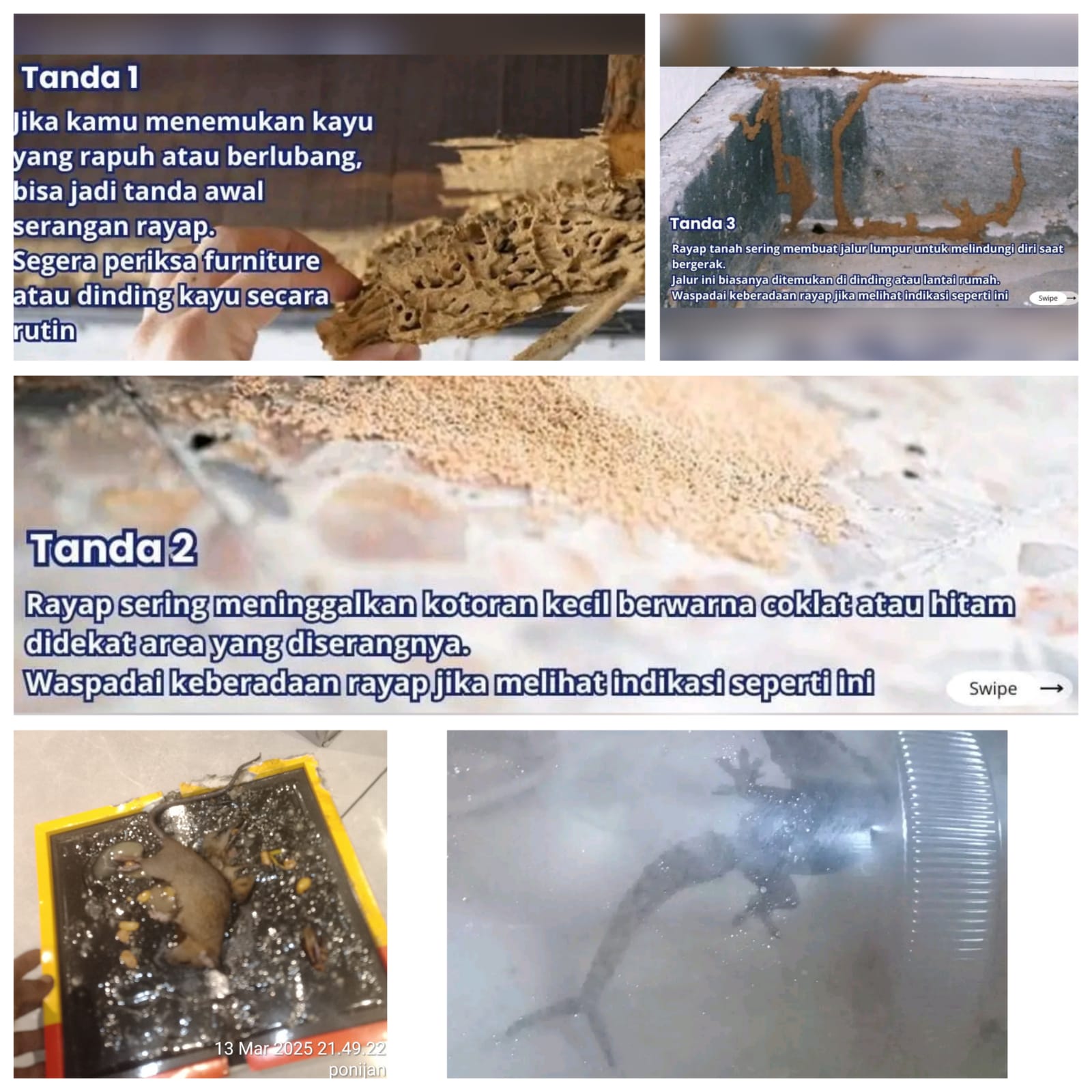 Jasa Basmi Hama Terpercaya Depok – Solusi Aman, Efektif, dan Profesional