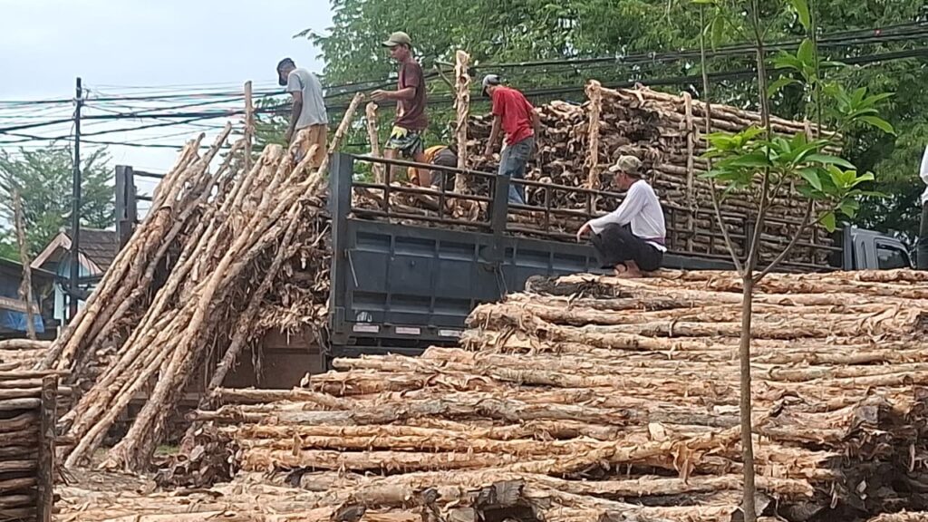 Jual Kayu Dolken Gelam Murah Jogja – Supplier, Grosir, Distributor Terpercaya