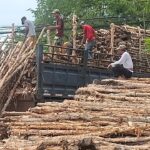 Jual Kayu Dolken Gelam Murah Jogja – Supplier, Grosir, Distributor Terpercaya