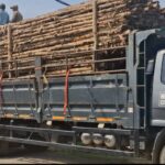 Jual Kayu Dolken Gelam Murah Karawang – Supplier, Grosir, Distributor & Pusat Penjualan Terpercaya