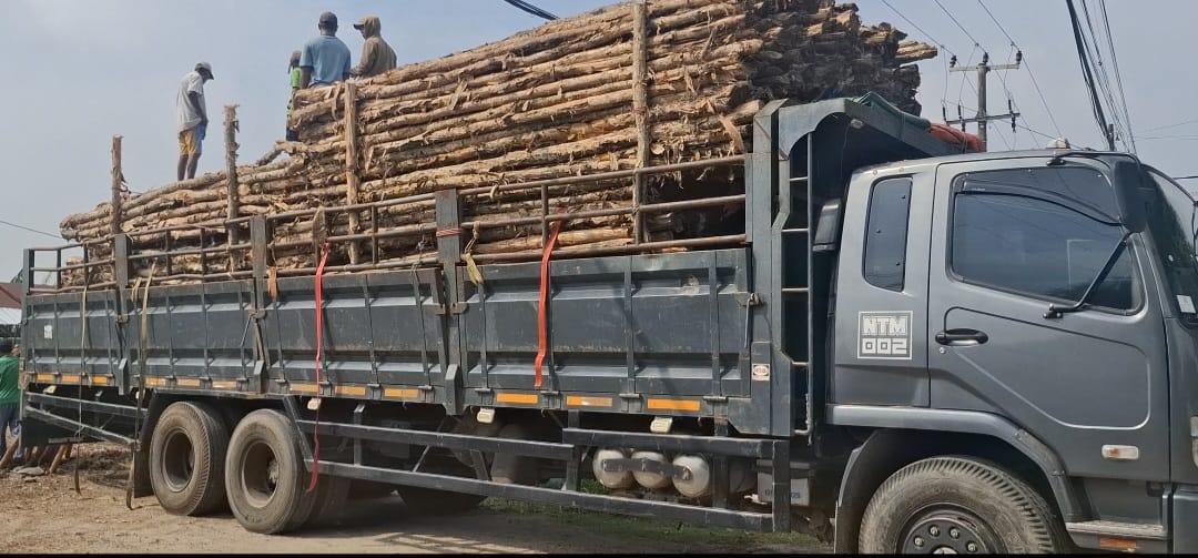 Jual Kayu Dolken Gelam Murah Karawang – Supplier, Grosir, Distributor & Pusat Penjualan Terpercaya