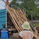 Jual Kayu Dolken Gelam Murah Kendal – Supplier, Grosir, Distributor & Pusat Penjualan Terpercaya