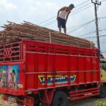 Jual Kayu Dolken Gelam Murah Semarang Supplier & Distributor Terpercaya untuk Segala Kebutuhan Proyek