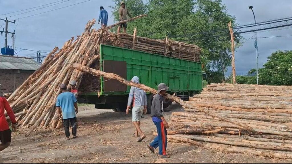 Jual Kayu Dolken Gelam Murah Solo – Supplier, Grosir, Distributor & Pusat Penjualan Terpercaya