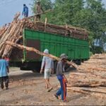 Jual Kayu Dolken Gelam Murah Solo – Supplier, Grosir, Distributor & Pusat Penjualan Terpercaya