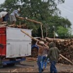 Jual Kayu Dolken Gelam Murah Subang Supplier & Pusat Penjualan Terlengkap untuk Konstruksi Kokoh
