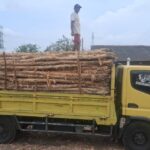 Jual Kayu Dolken Gelam Murah Tegal – Supplier, Grosir, Distributor & Pusat Penjualan Terpercaya