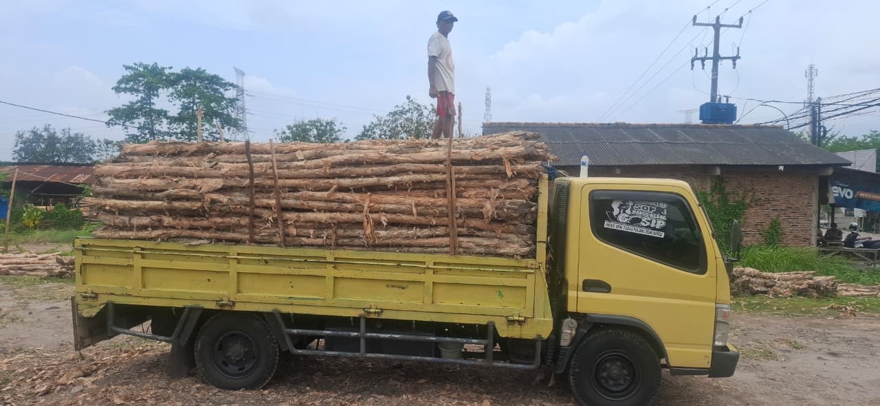 Jual Kayu Dolken Gelam Murah Tegal – Supplier, Grosir, Distributor & Pusat Penjualan Terpercaya