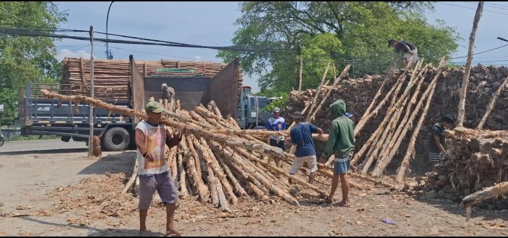 Supplier Kayu Dolken Gelam Bogor Murah – Hubungi 0852-2222-6189